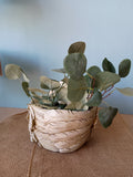 ANGEL WING PLANTER 6.5"H