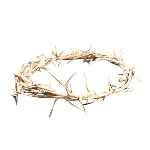 6" Crown of Thorns